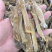 沙虫干进口大沙虫漂亮货