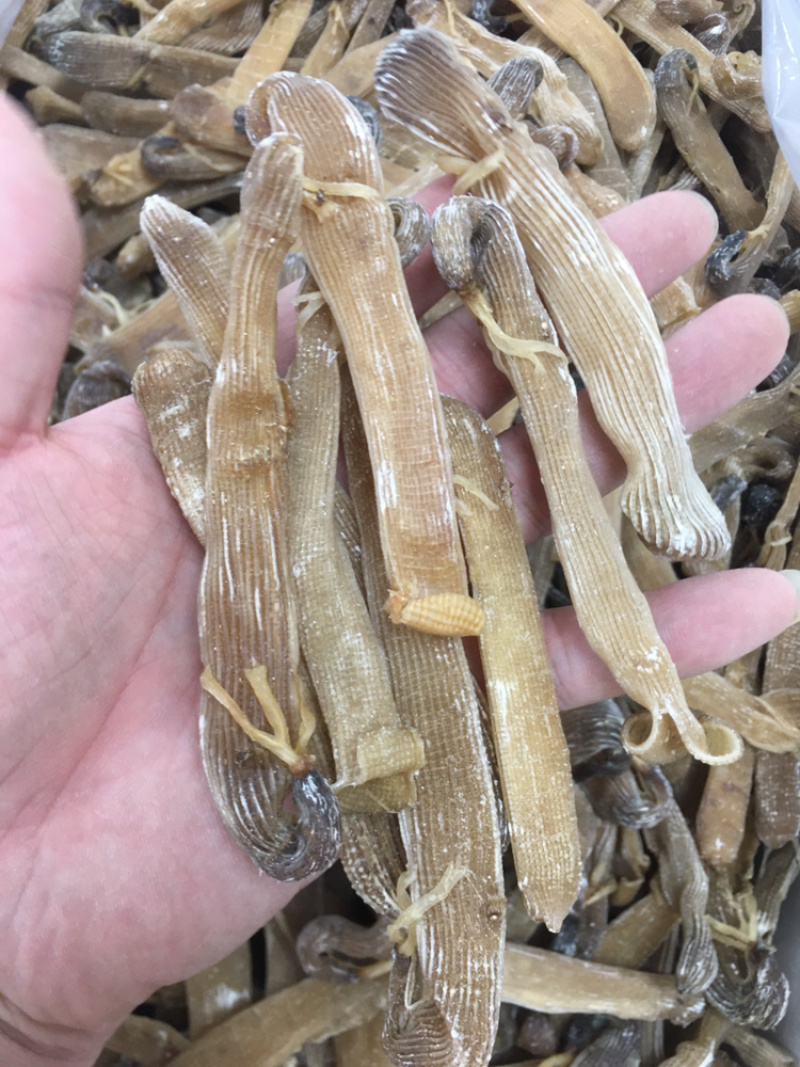 沙虫干进口大沙虫漂亮货