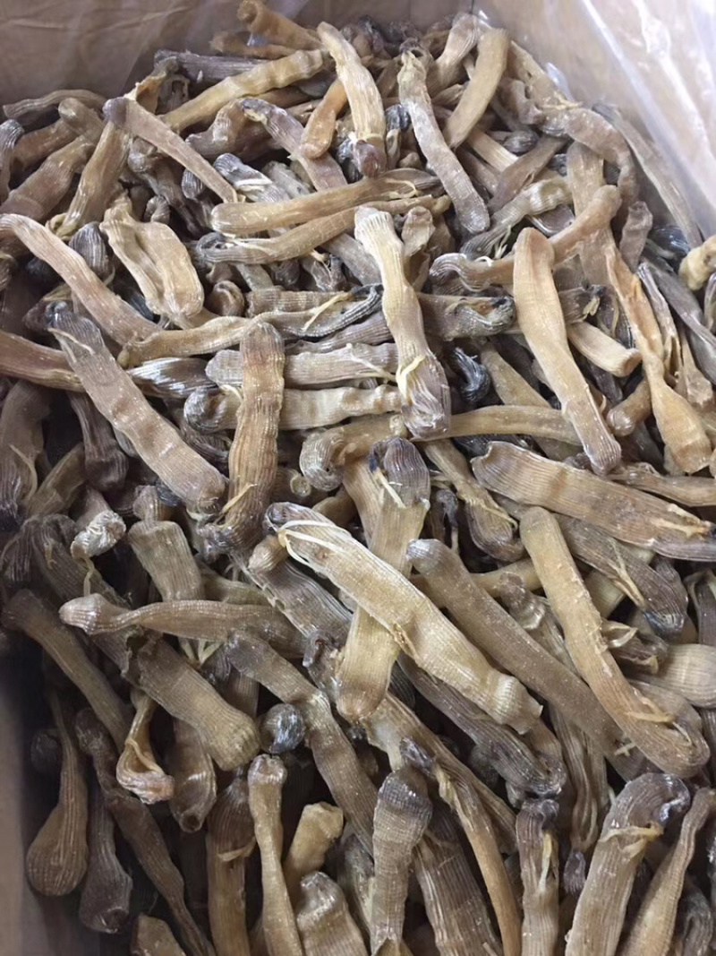 沙虫干进口大沙虫漂亮货