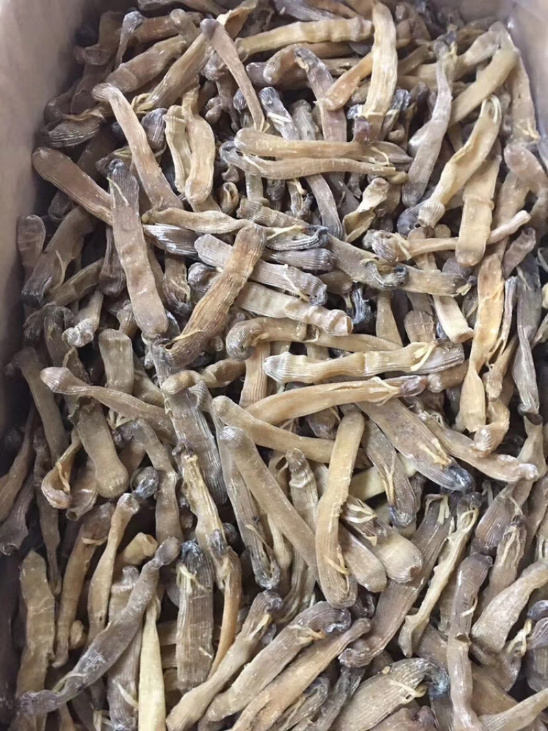 沙虫干进口大沙虫漂亮货