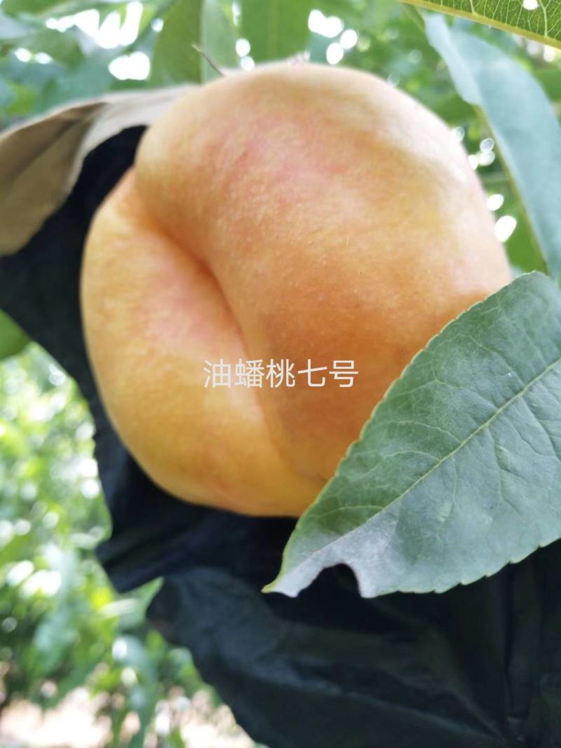 吉胜李子树苗，松祥李子树苗。不仅口感好，而且适应性强。