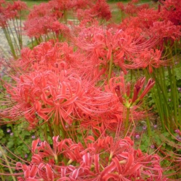 彼岸花，石大蒜，红黄两种颜色，