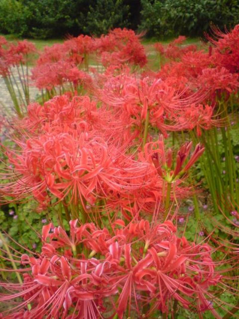 彼岸花，石大蒜，红黄两种颜色，