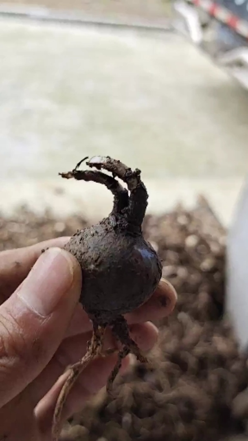 彼岸花，石大蒜，红黄两种颜色，