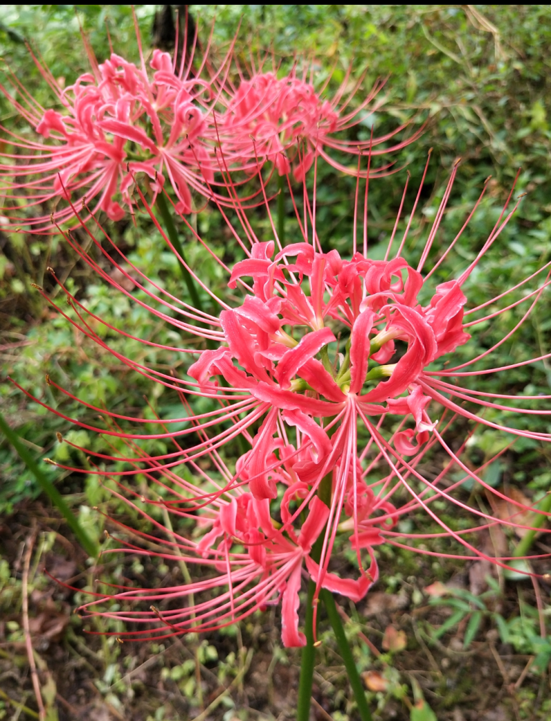 彼岸花，石大蒜，红黄两种颜色，