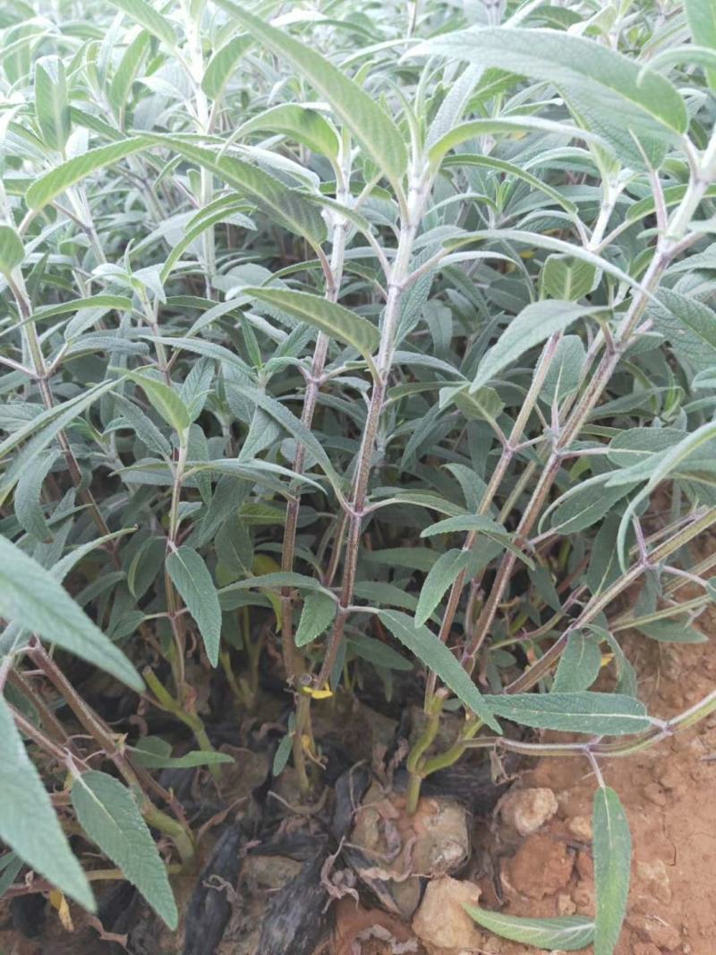 墨西哥鼠尾草山东青州花卉基地产地直销质优价廉