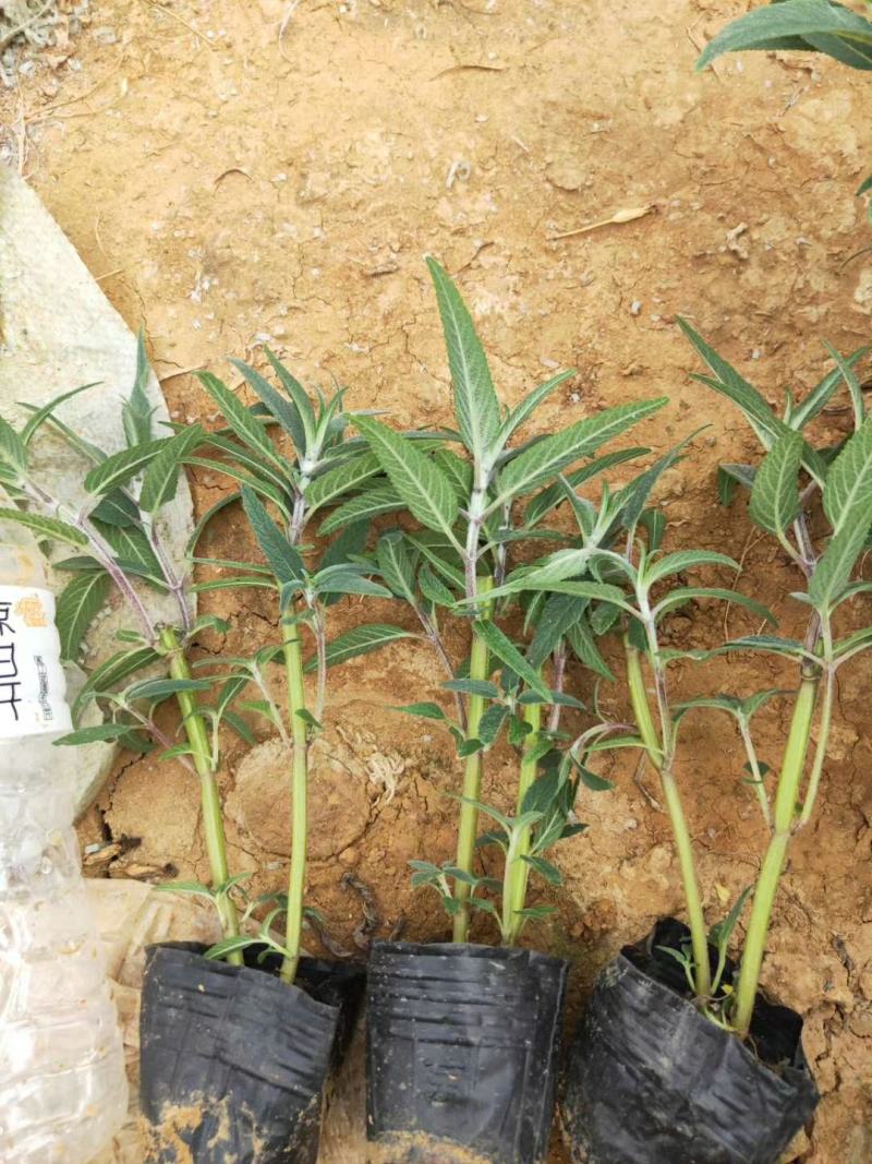 墨西哥鼠尾草山东青州花卉基地产地直销质优价廉
