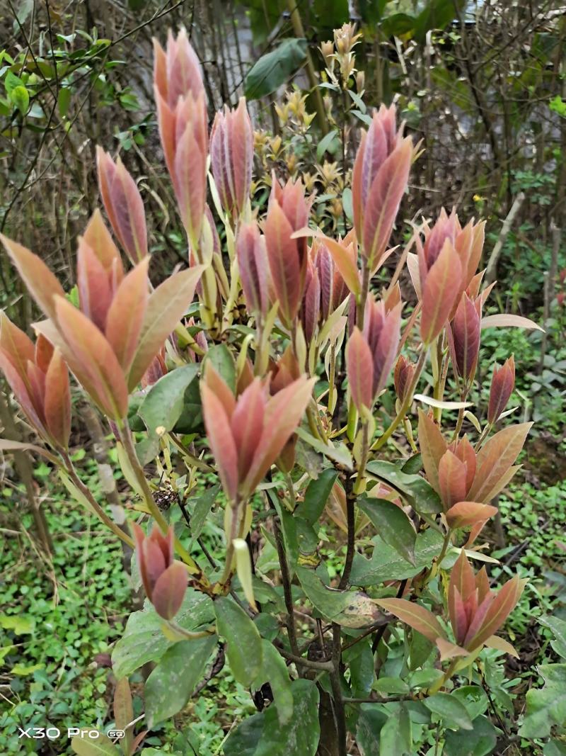 老鹰茶叶，特级白茶，红茶批发零售都可以，