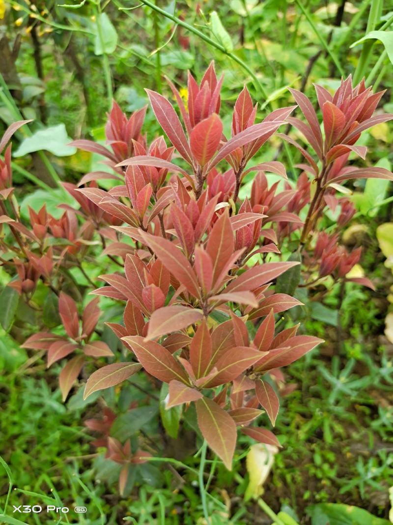 老鹰茶叶，特级白茶，红茶批发零售都可以，
