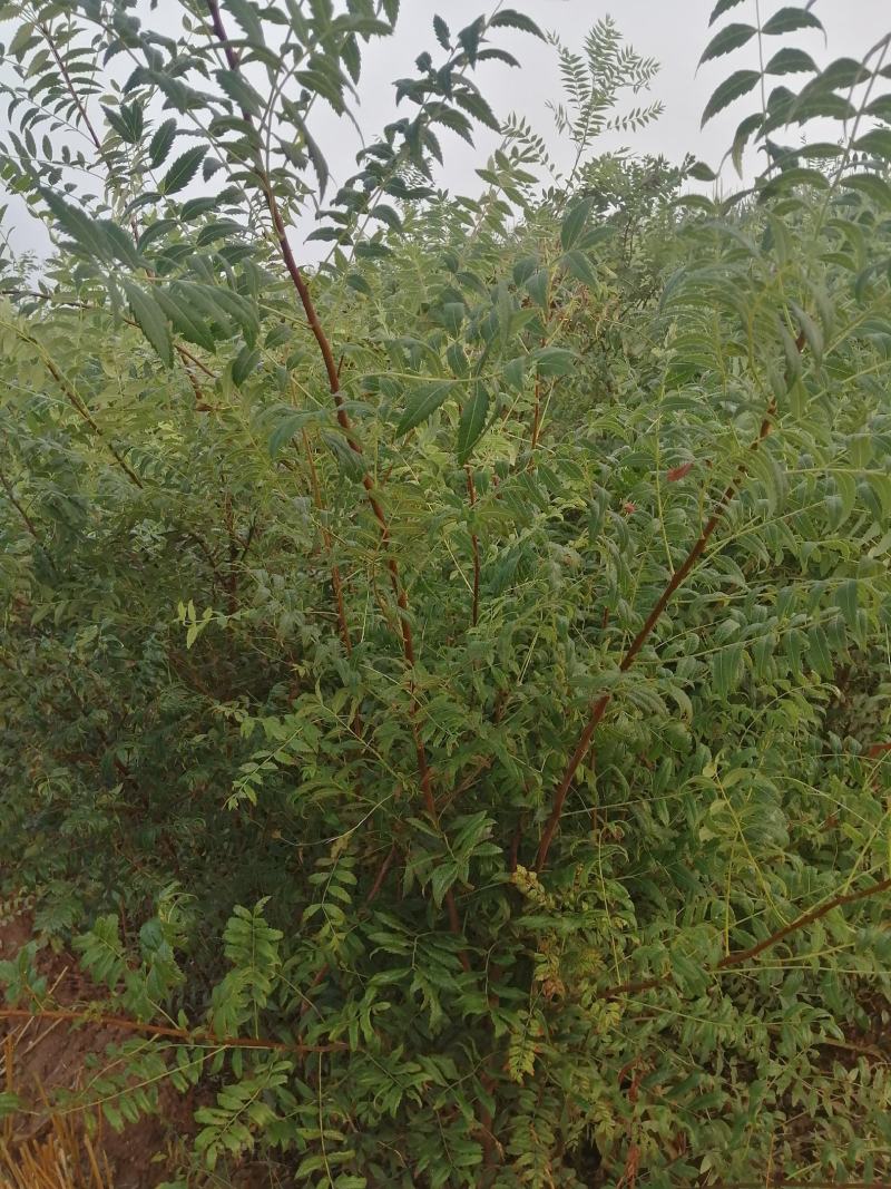 文冠果杯苗裸根苗出售