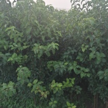 寒富苹果苗1年苗3年苗出售
