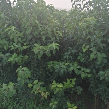 寒富苹果苗1年苗3年苗出售