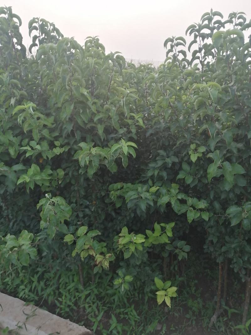 寒富苹果苗1年苗3年苗出售