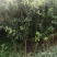 寒富苹果苗1年苗3年苗出售