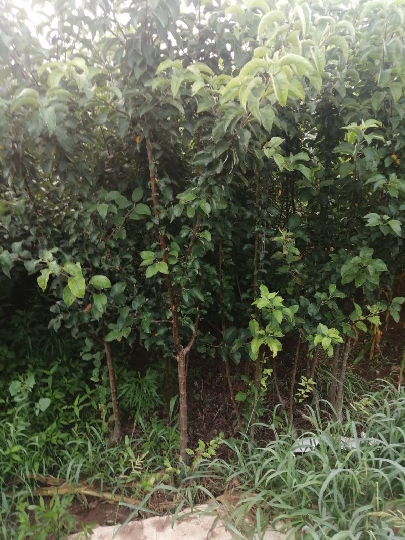 寒富苹果苗1年苗3年苗出售