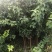 寒富苹果苗1年苗3年苗出售