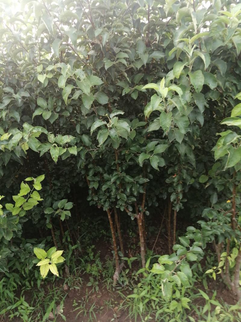 寒富苹果苗1年苗3年苗出售