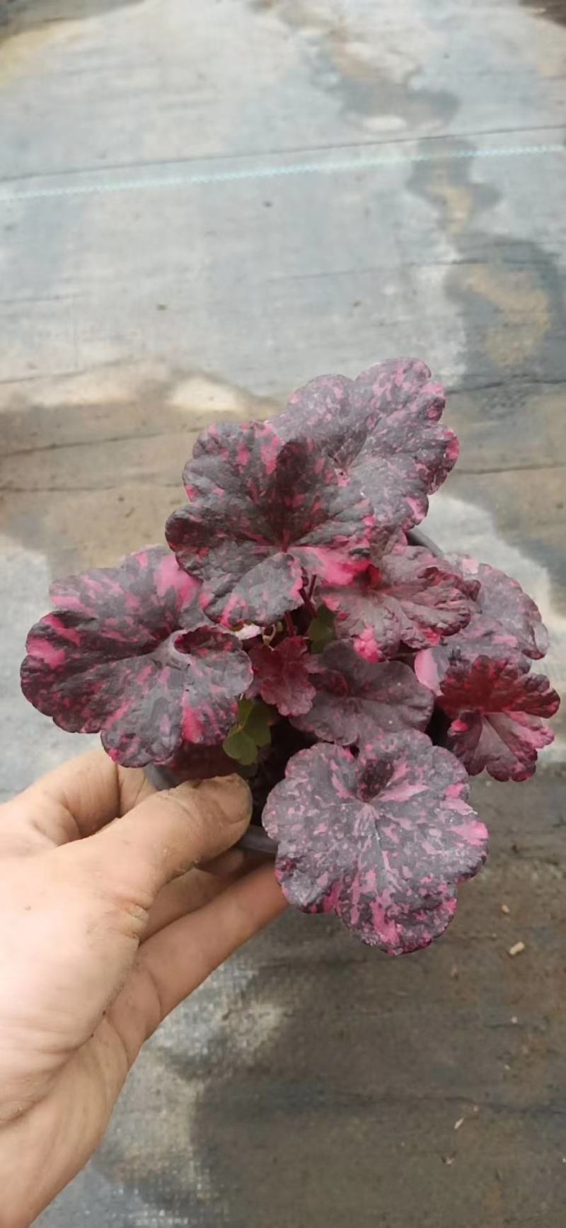矾根，多色矾根，山东矾根种植基地