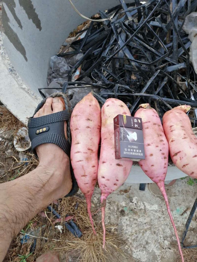 龙薯九纯沙地口感好质量保证河北红薯产区直供