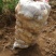 山西忻州土豆沃土荷兰十五号产地直供全国发货欢迎来电咨询