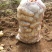 山西忻州土豆沃土荷兰十五号产地直供全国发货欢迎来电咨询