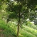 大叶女贞10~12cm