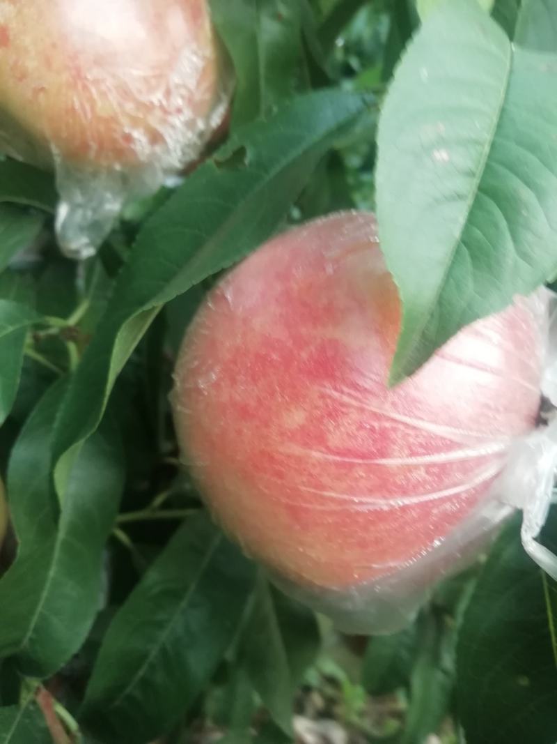 阿母白，秦王大量上市中。