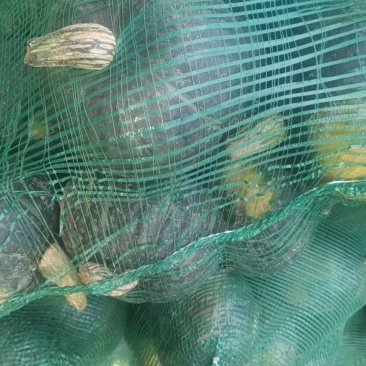 旱地南瓜以大量上市，有需要的联系我，老度杠杠的