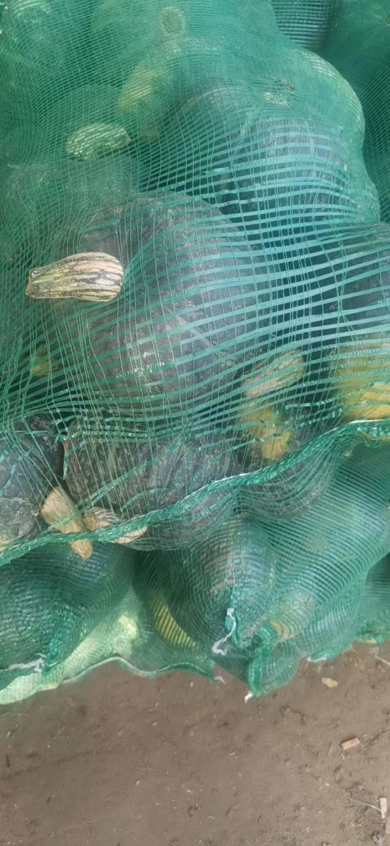 旱地南瓜以大量上市，有需要的联系我，老度杠杠的