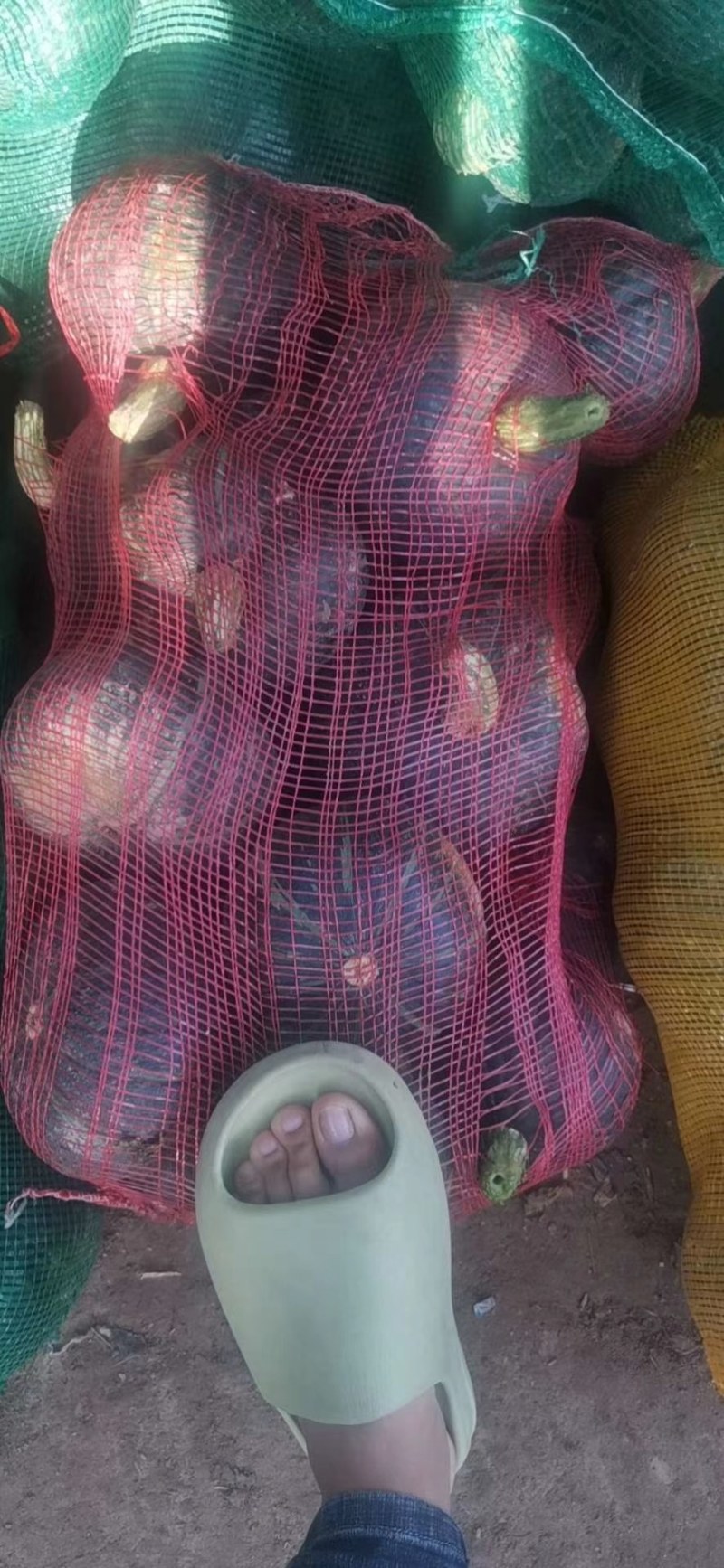 旱地南瓜以大量上市，有需要的联系我，老度杠杠的