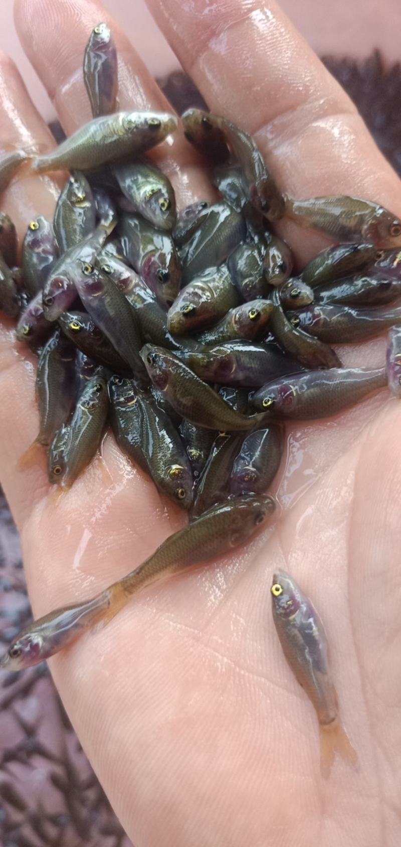 [禾花鲤鱼苗]，禾花鲤鱼苗，好养快大，苗场直销