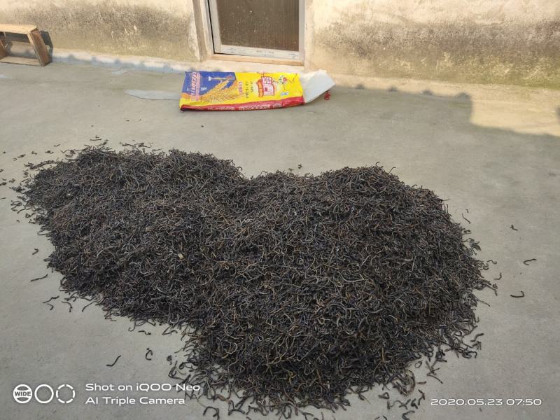江苏地龙，机开网晒，晾干水蛭
