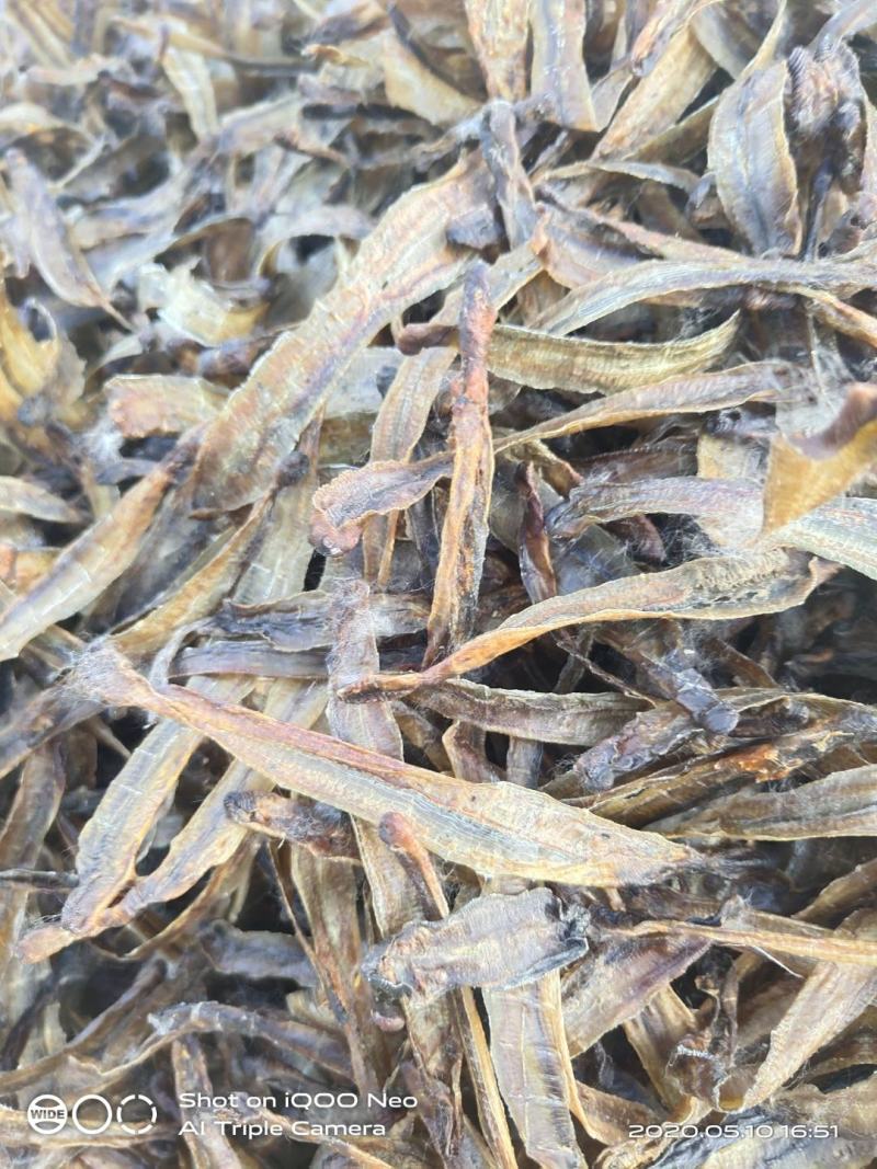 江苏地龙，机开网晒，晾干水蛭