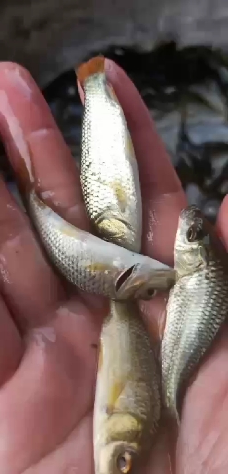 鲤鱼苗，建鲤鱼苗，通威鲤鱼苗，好养快大，苗场直销