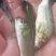 鲤鱼苗，建鲤鱼苗，通威鲤鱼苗，好养快大，苗场直销