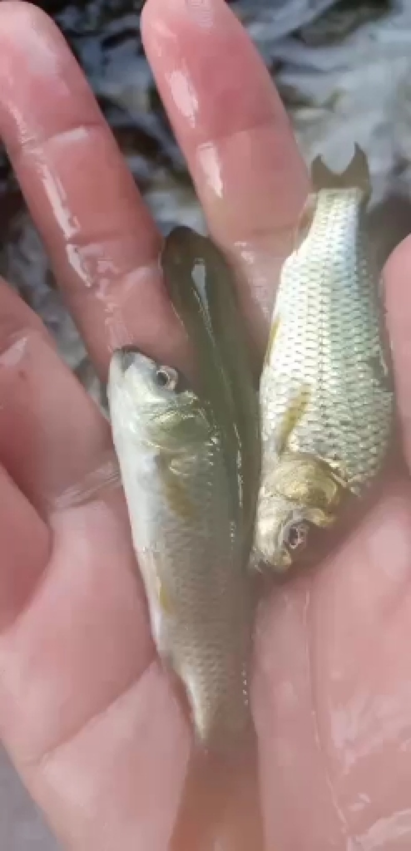 鲤鱼苗，建鲤鱼苗，通威鲤鱼苗，好养快大，苗场直销
