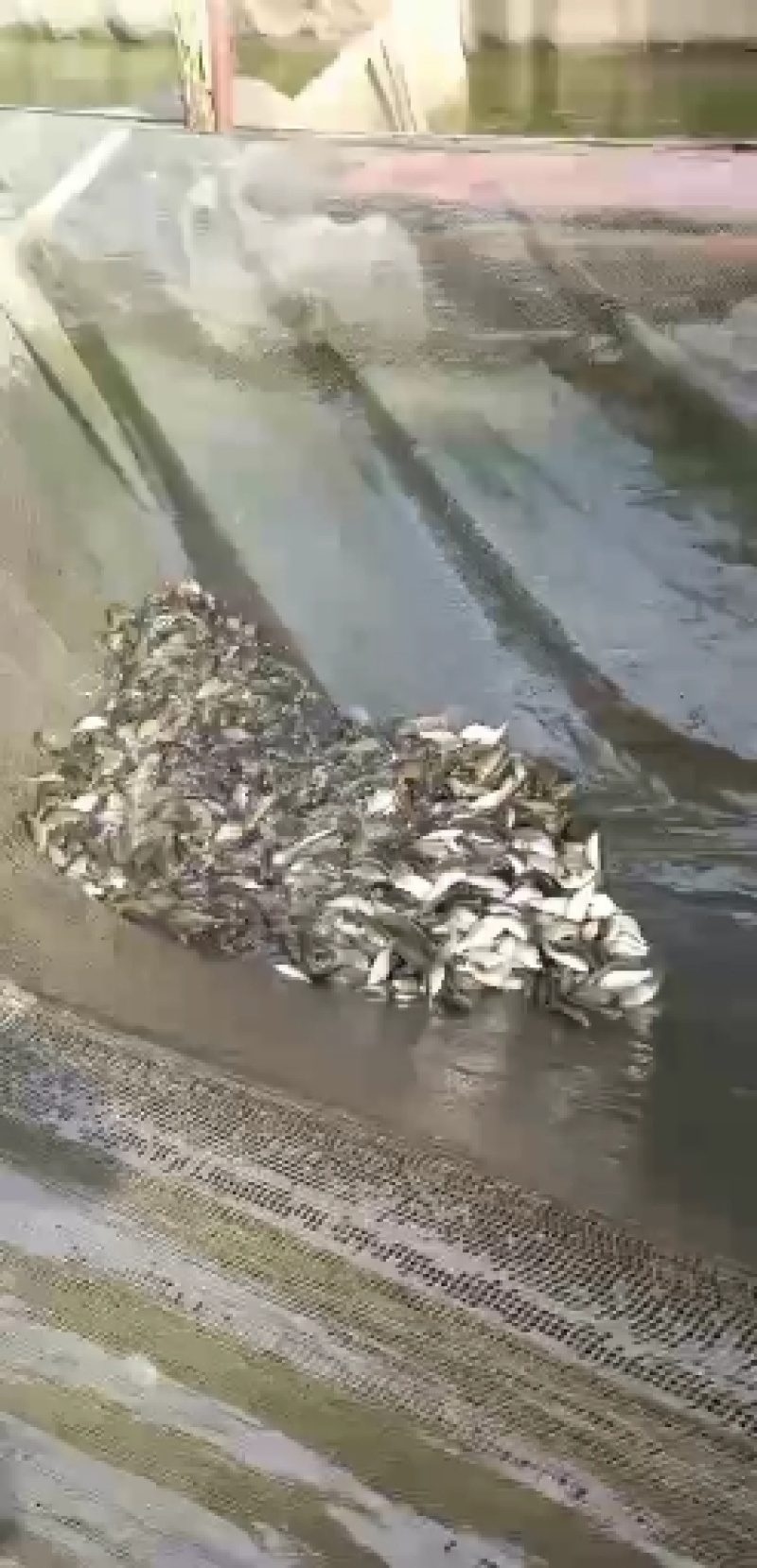 鲤鱼苗，建鲤鱼苗，通威鲤鱼苗，好养快大，苗场直销