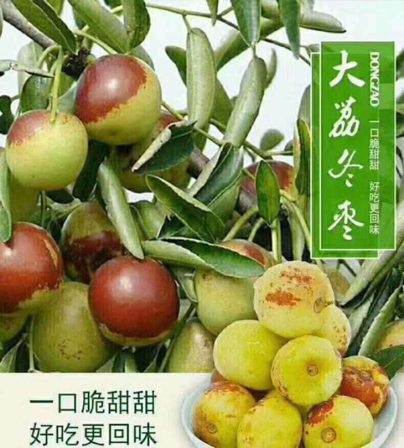 冬枣大荔县冬枣大量上市一手货源欢迎新老客户来