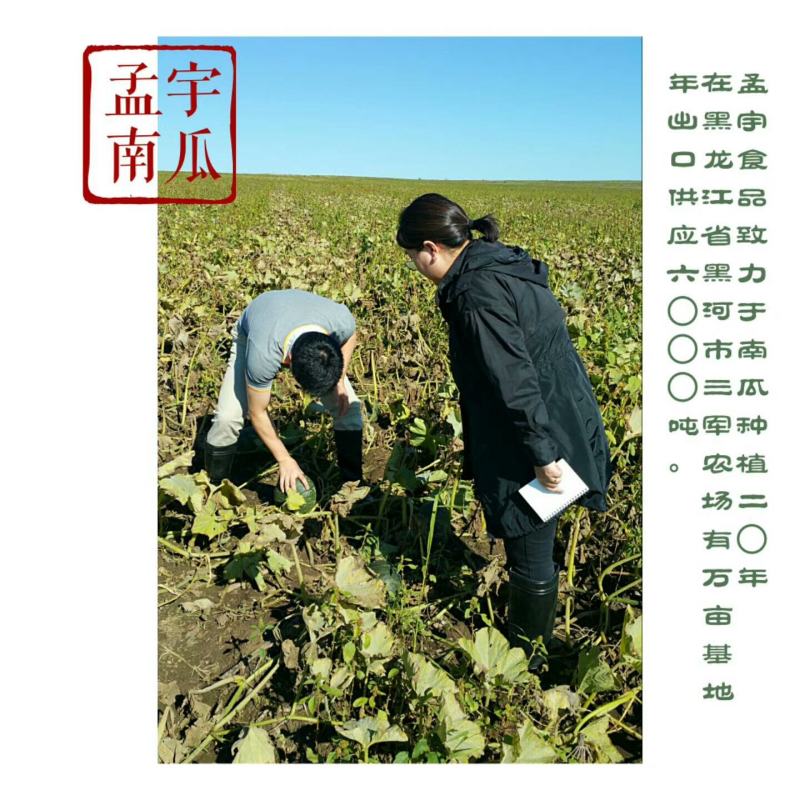 供应板栗南瓜，南瓜耐储存