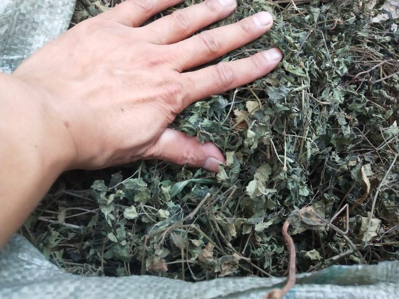 绞股蓝野生，绞股蓝根大量批发供应一手货源