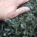 绞股蓝野生，绞股蓝根大量批发供应一手货源