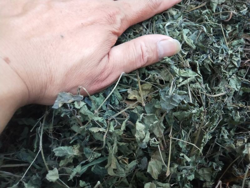 绞股蓝野生，绞股蓝根大量批发供应一手货源