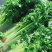 兰州高原夏菜精品五指芹