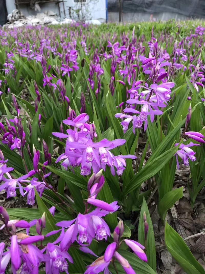 紫花三叉白芨，块茎大，产量高药效好种植成活率高