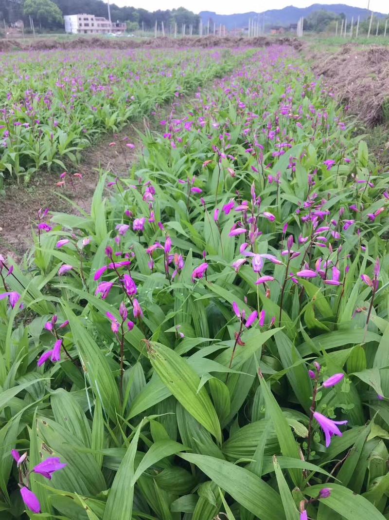 紫花三叉白芨，块茎大，产量高药效好种植成活率高
