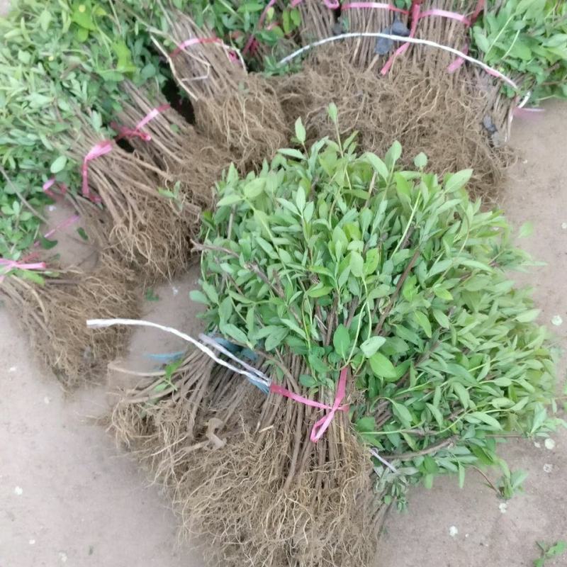 耐寒金银花树苗黄白红色树型金银花苗盆栽地栽药用泡茶
