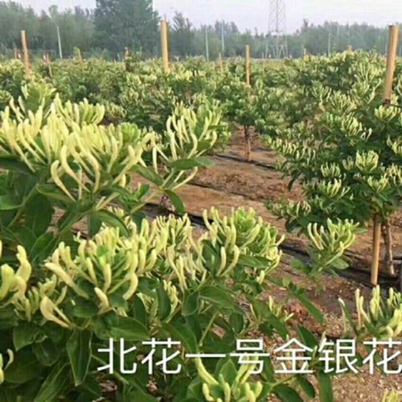 耐寒金银花树苗黄白红色树型金银花苗盆栽地栽药用泡茶