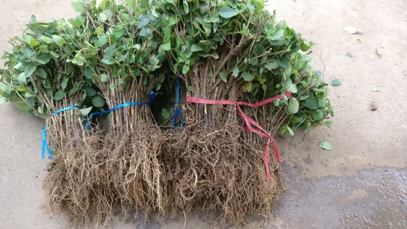 耐寒金银花树苗黄白红色树型金银花苗盆栽地栽药用泡茶