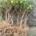 耐寒金银花树苗黄白红色树型金银花苗盆栽地栽药用泡茶