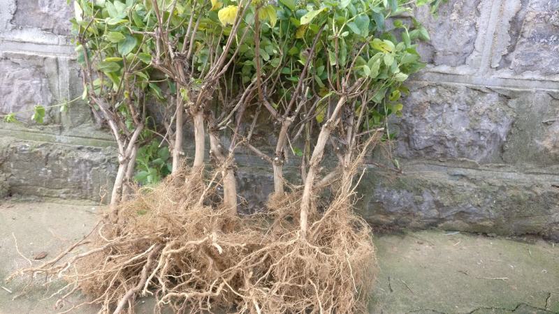 耐寒金银花树苗黄白红色树型金银花苗盆栽地栽药用泡茶